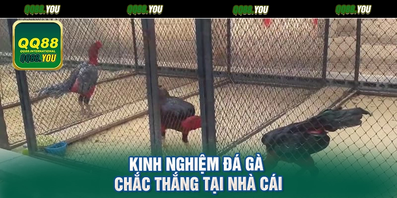 Kinh nghiệm đá gà chắc thắng tại nhà cái