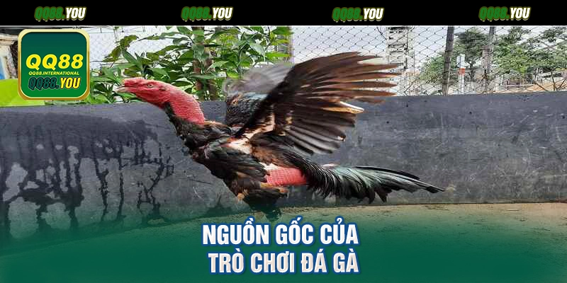 Nguồn gốc của trò chơi đá gà