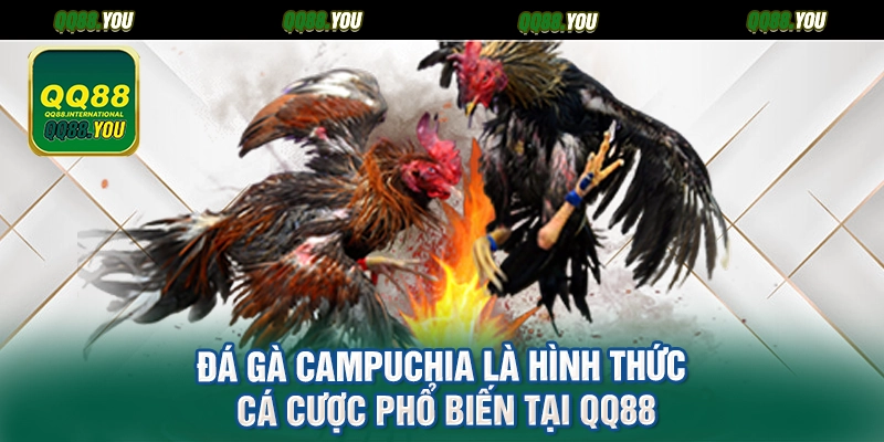 Đá gà Campuchia là hình thức cá cược phổ biến tại QQ88