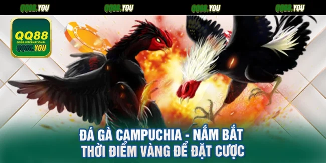 Đá Gà Campuchia - Nắm Bắt Thời Điểm Vàng Để Đặt Cược