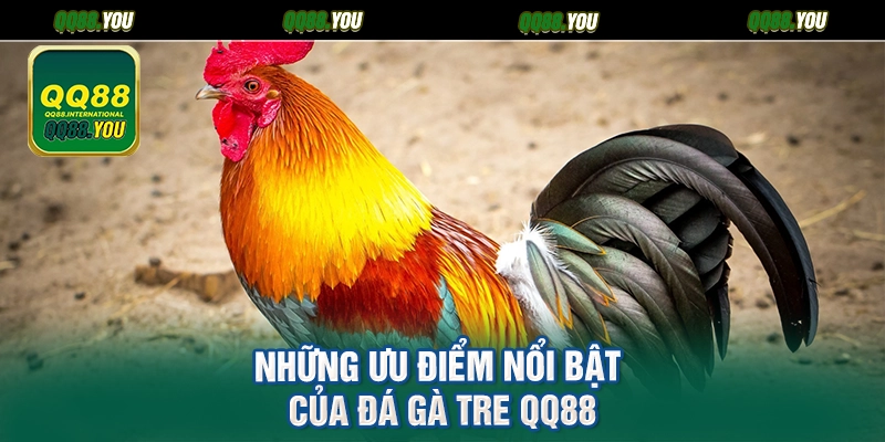 Những ưu điểm nổi bật của đá gà tre QQ88