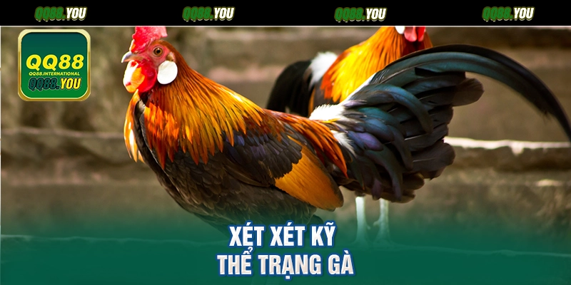 Xét xét kỹ thể trạng gà