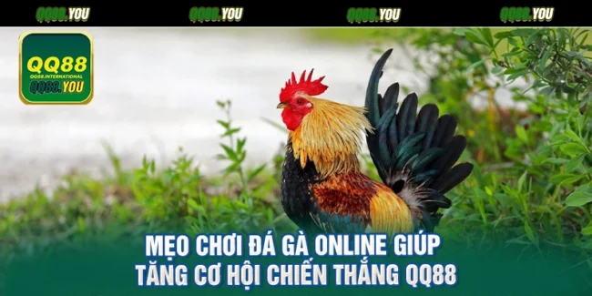 Mẹo Chơi Đá Gà Online Giúp Tăng Cơ Hội Chiến Thắng QQ88