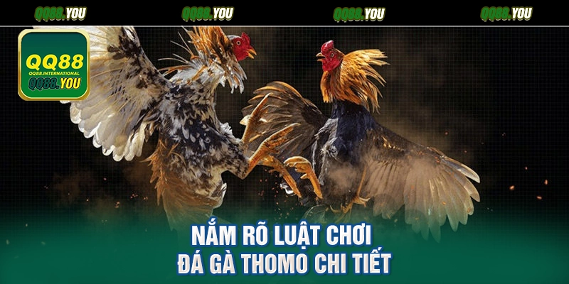 Nắm rõ luật chơi đá gà Thomo chi tiết