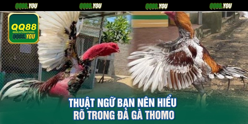 Thuật ngữ bạn nên hiểu rõ trong đá gà Thomo