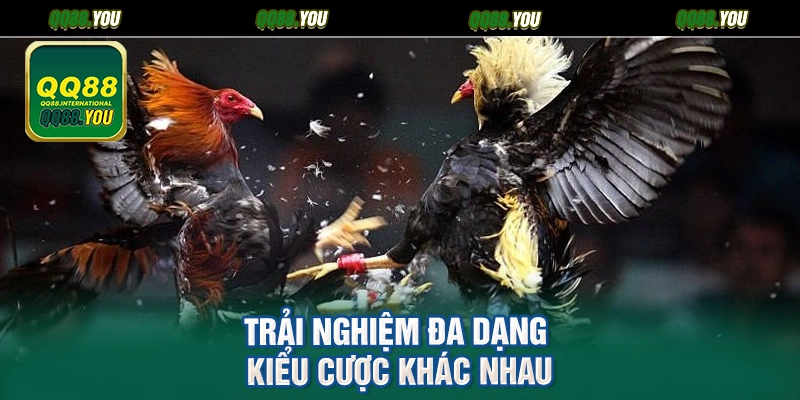 Trải nghiệm đa dạng kiểu cược khác nhau