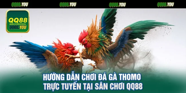Hướng Dẫn Chơi Đá Gà Thomo Trực Tuyến Tại Sân Chơi QQ88